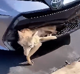 N1512011 family found coyote got stuck under car hood