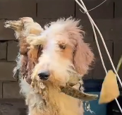 N1512013 Chained Being Useless Dog Leafy Wish Turned to Tail Wag…