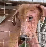 N1512014_Chicken Cage to Confidence Golden month Fight #goldenr…