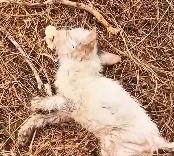 N1512015 This Cat Needed Help