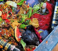 N1512016 dog suffered skin disease was abandoned in garbage…