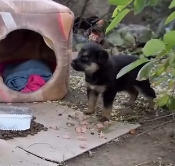 N1512017 Abandoned Puppy Crying Calling his Mom Until Someone Hears him