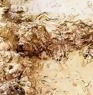 N1512018 dog fell into car was covered dirt couldn move…