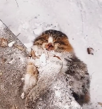 N1512019 The poor cat’s paws were frozen