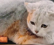 N1512021 Saving an Abandoned Kitten