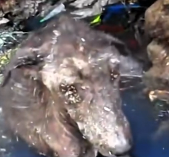 N1512023 Animals Help Rescue rescued poor street dog #dogs #dogsresc…