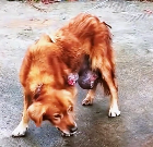 N1512024 dog tumor was abandoned, tumor ruptured, causing si…