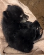 N0112016 rescued little bear frozen in snow!#rescue #animals #fyp #bea…_part2