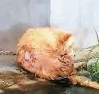 N1512025 dog has been abandoned many years. When he sees strangers, he…