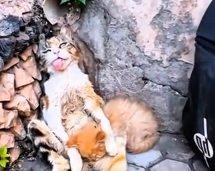 N1512026 Animals Help Rescue Rescued poor cat her kitten #foryou