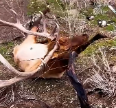 N1512028  Antler Hunters Find Beautiful Elk Stuck In Wire #dog #dogsoftiktok #l…