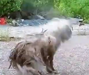 N1512029 dog hind leg disability was found by kind person who did