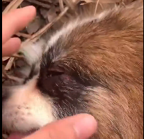 N1612001 poor mother dog took care of her puppies so devotedly she