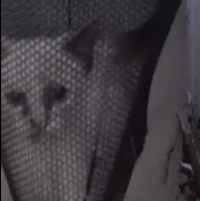 N1612002 Two kittens in trouble.