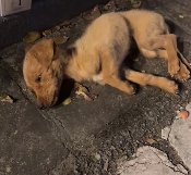 N1612003 Poor dog #dog #pet