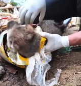 N0112015 Rescue dog#rescueanimal #rescue #animals part2