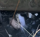 N1612005 Rescue poor dog #dog #trending