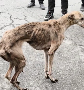 N1612006 No one need me #dog #trending #fyp #xuhuong #pet