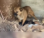 N1612008 Thanks stranger #rescue #abandoned #puppys