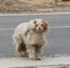 N1612009 Met poor stray dog on road trip #puppy #pet #rescue…