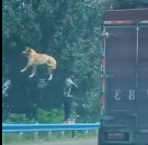 N1612010 man saw puppy jump out of truck on road
