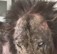 N1612011 His family kept him hidden in yard years like unwanted furnit…