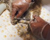 N0112014 Poor little guy #rescue #rescueanimals #fyp #cat #kittenrescue _part2