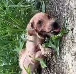 N1612014 Weed Eating Stray to Grass Jumping Joy Her Unbelievable Comebac…