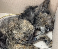 N1612016 Emergency Cat Rescue