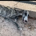 N1612019 Sometimes we literally find dogs starving in gutters! #rescueanim