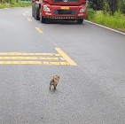 N1612020 Rescue puppy on road. cute puppy #rescue #animal #anim…