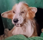 N1612021 Why do people mistreated small animals #rescuedogsoftiktok #rescued