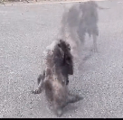 N1612022 stray dog is so pitiful. #rescuedog #rescued #rescuedogsoftiktok