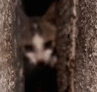 N1612024 Why are kittens trapped in gaps #cat #rescuecatsoftiktok #rescue