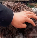 N1612025 How cold must winter be homeless animals! #dog #rescuedogsoft