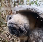 N1612026 world always makes sensible people bear more. #dogsoftiktok