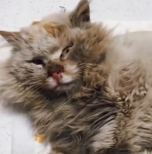 N1612027 Poor little guy #rescueanimals #cat #kittenrescue