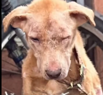 N1612029 Rescue Dog seekor anjing terlihat dirantai didepan teras sebuah