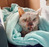 N1612030 How is rescued cat doing now #kitten #catstory #rescuecatsoftik