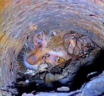 N1612031 Rescued cat Animals Help Rescue