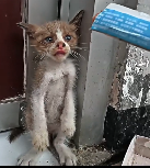 N1612032 kitten Who Defends His Sister at Cost His Life Rescue Animals