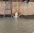 N1612033 saw stray dog fall into water, it was crying desperately