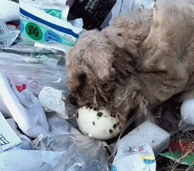 N1612028 When met him,he was looking food in garbage #pet #dogrescu…