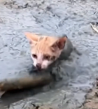 N1712029 Rescue poor kitten #rescue #animals #rescueanimals #fyp #kitten