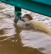 N0112011 dog was saved rough water #dog #rescuedog #do…_part2