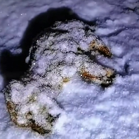 N1712028 Rescue puppy. #rescue #rescueanimals #animals