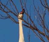 N1712026 Rescue white swan is stuck by branch then #rescue