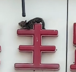 N1712025 Rescue poor kitten then #rescue #animals #cat