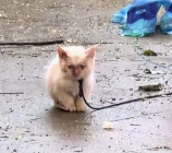 N1712024 Rescue kitten has been abused by its owner then #rescue