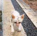 N1712023 Rescue poor cat then #fyp #rescue #animals #cat